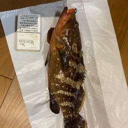 キジハタ