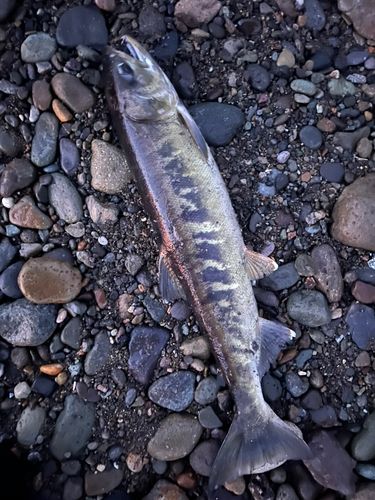 アキアジの釣果
