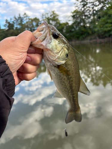ラージマウスバスの釣果