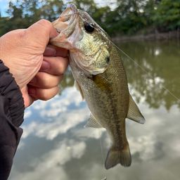 ラージマウスバス