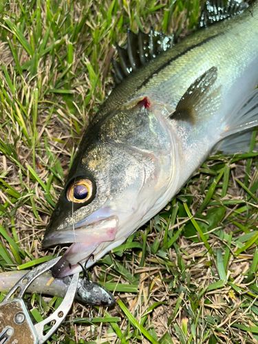 豊洲ぐるり公園