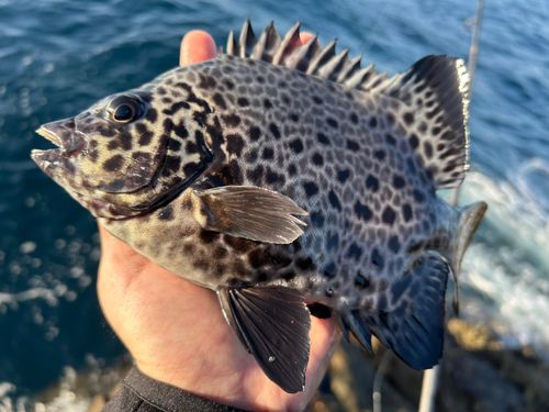 イシガキダイの釣果