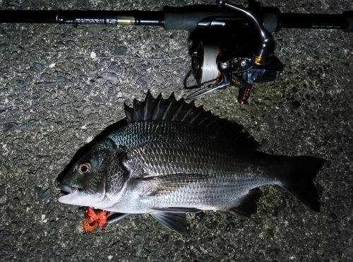 チヌの釣果