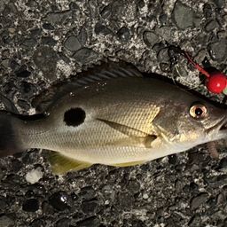 クロホシフエダイ