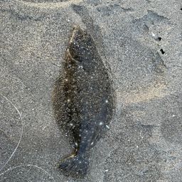 ヒラメ