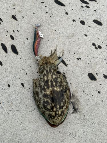 イカの釣果