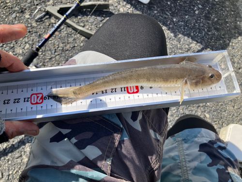 ハゼクチの釣果