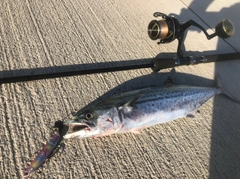 サゴシの釣果