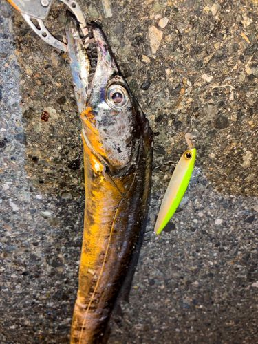 タチウオの釣果