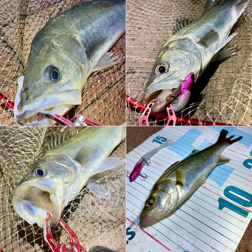 フッコ(マルスズキ)の釣果