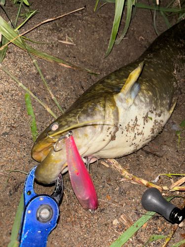 マナマズの釣果