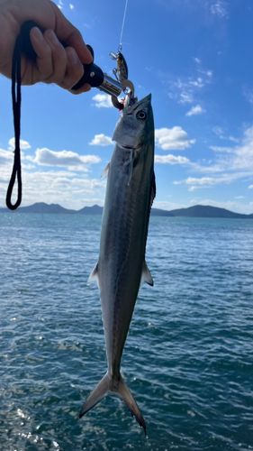 サゴシの釣果