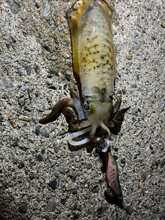 アオリイカの釣果