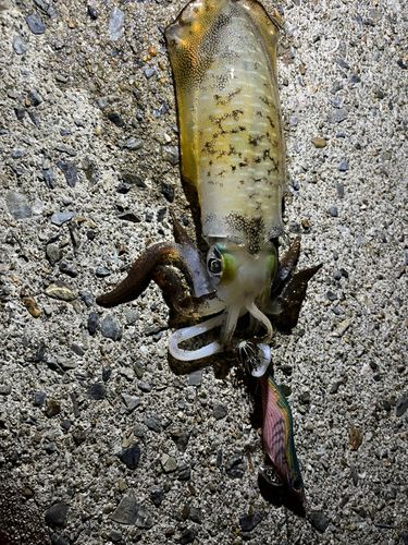 アオリイカの釣果