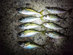 アジの釣果
