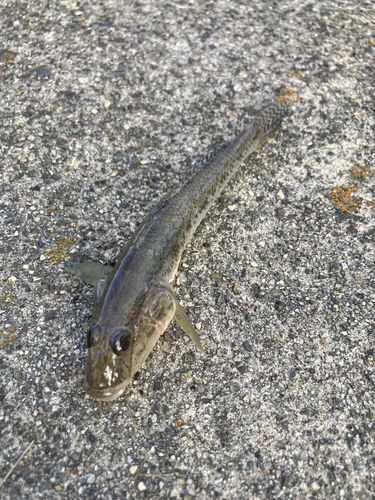 ハゼの釣果
