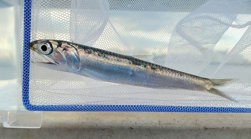 カタクチイワシの釣果