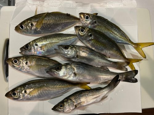 アジの釣果