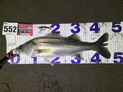 フッコ（マルスズキ）の釣果