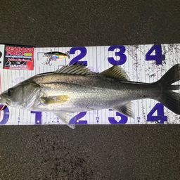 フッコ（マルスズキ）