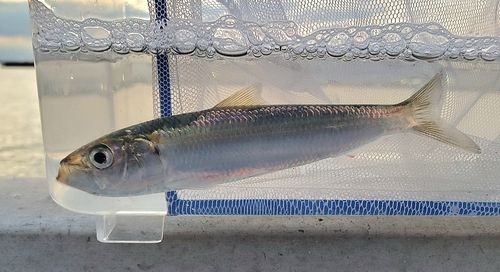 千葉港中央埠頭