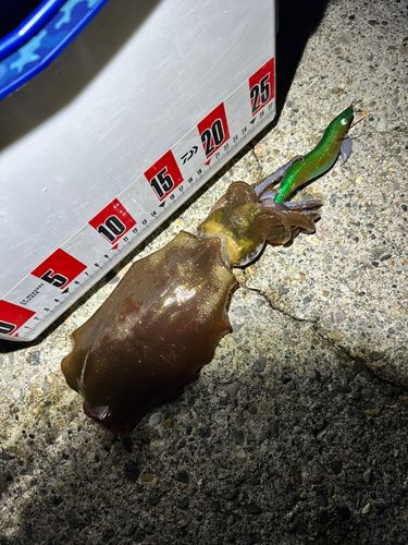 アオリイカの釣果