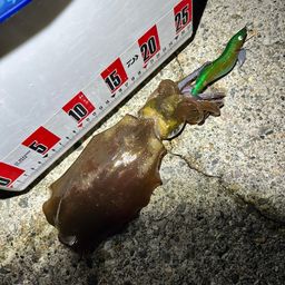 アオリイカ