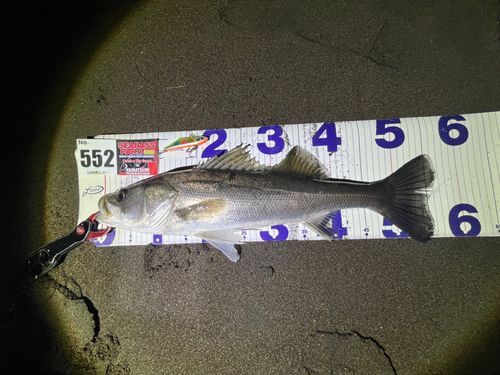 フッコ（マルスズキ）の釣果