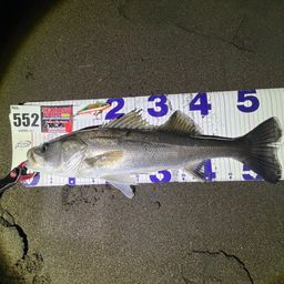 フッコ（マルスズキ）