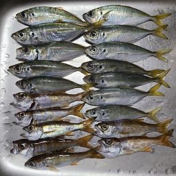 アジ