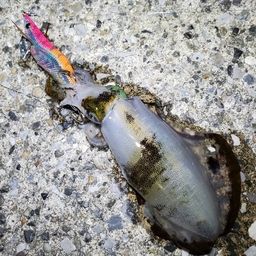 アオリイカ