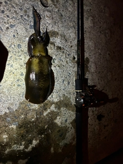 アオリイカの釣果