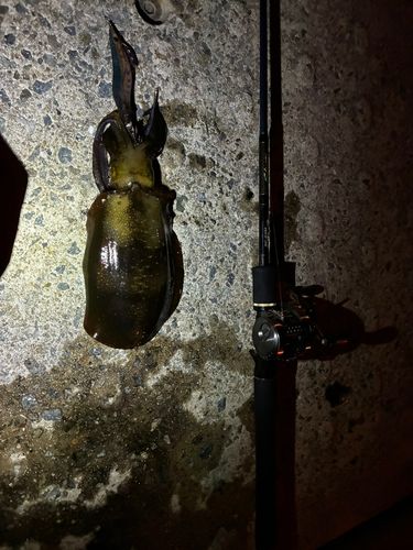 神戸空港親水護岸