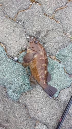 エゾメバルの釣果