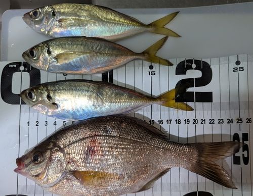 本牧海づり施設