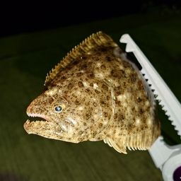 ヒラメ