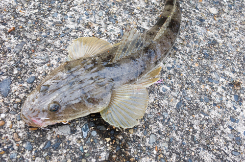 マゴチの釣果