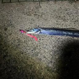 タチウオ