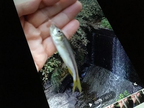 カワムツの釣果