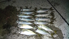 アジの釣果
