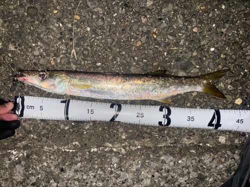 アカカマスの釣果