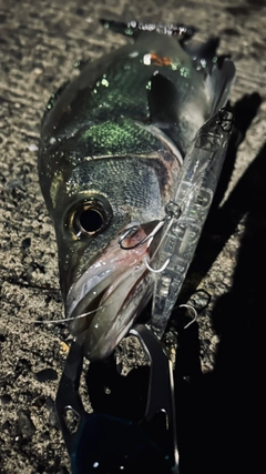 フッコ(ヒラスズキ)の釣果