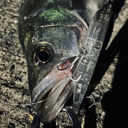 フッコ(ヒラスズキ)