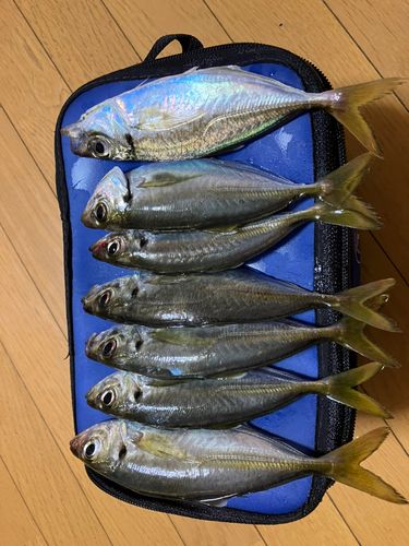 アジの釣果