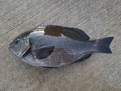 南芦屋浜ベランダ