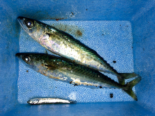 サバの釣果