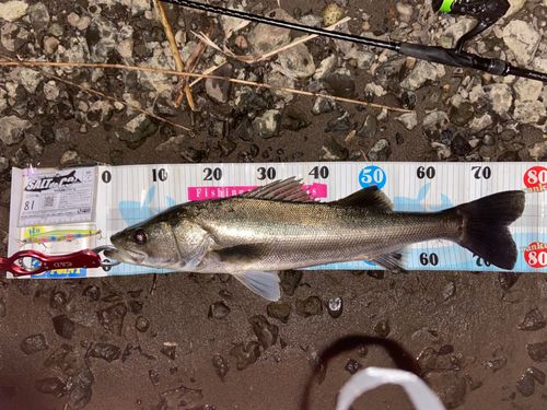 シーバスの釣果