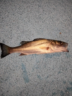 セイゴ(タイリクスズキ)の釣果