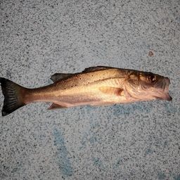 セイゴ(タイリクスズキ)