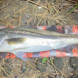 フッコ(マルスズキ)